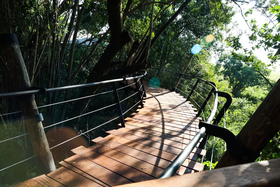 Timber boardwalk with metal railings winding through a forest
